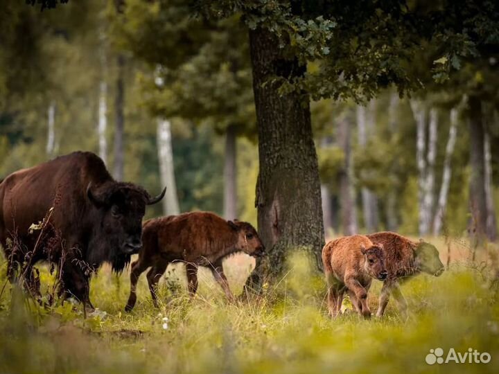 Экскурсия — Брест — Путешествие В Беловежскую Пущу