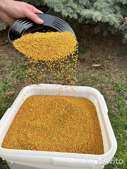 Пыльца с личной пасеки