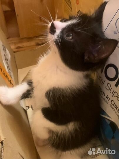 Котенок в добрые руки