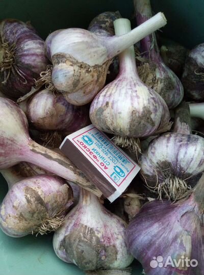 Зимний чеснок