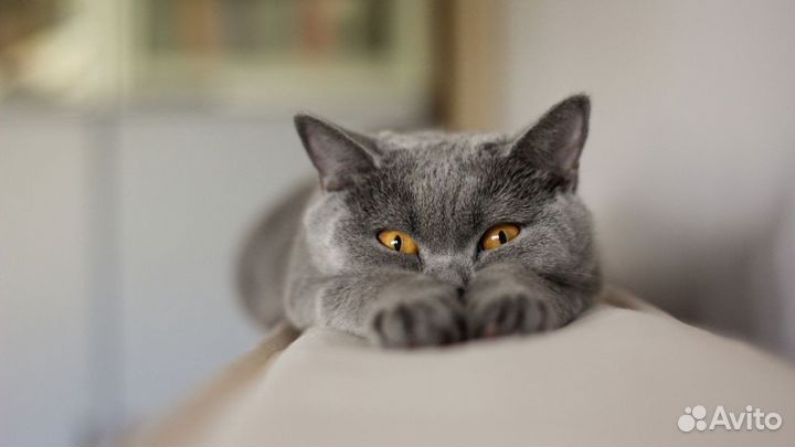 Передержка