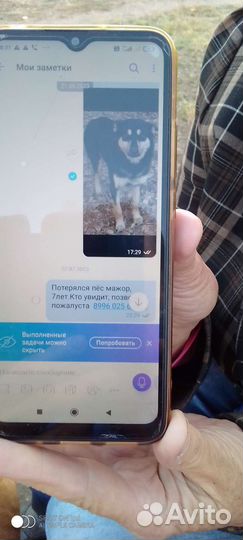 Собака потеряшка