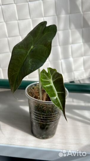 Алоказия полли