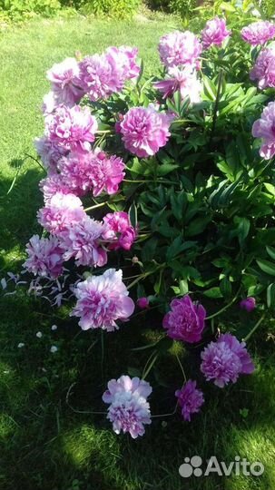 Пион розовый кустики, ирисы