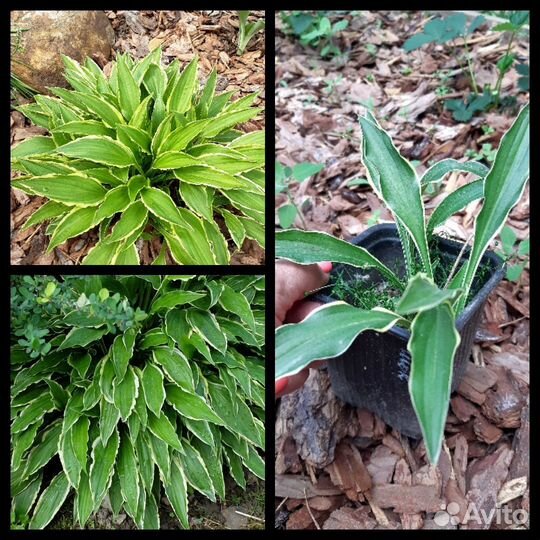 Хосты для сада и другие растения