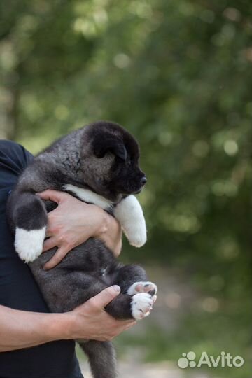 Щенки американской акиты