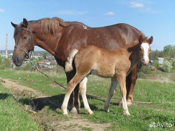Продам лошадь