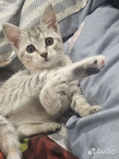 Отдам в хорошие руки, шотланка