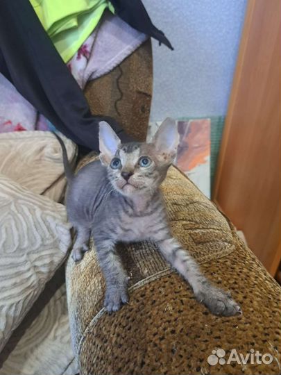 Донской сфинкс котята