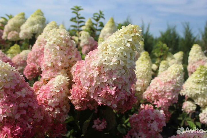 Гортензия Фрайз Мельба