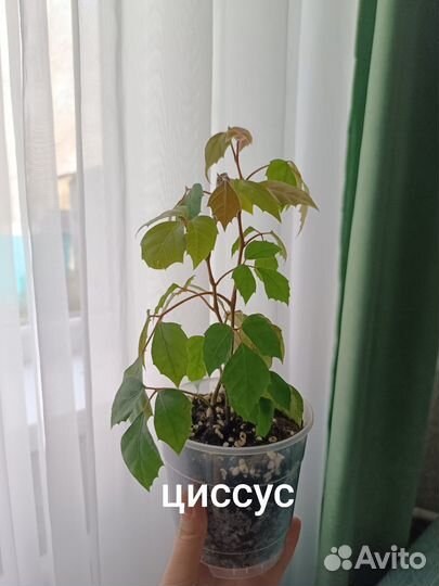 Комнатные цветы