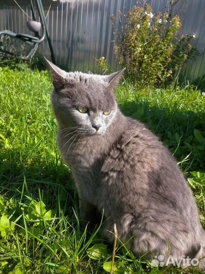 Возьмите котика