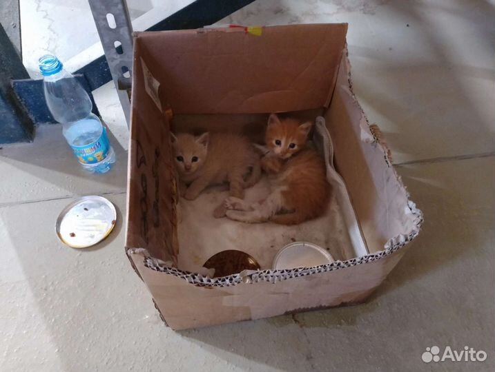 Котятки сиротки