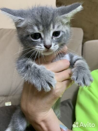 Котенок девочка