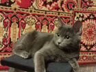 Невская маскарадная, кошка