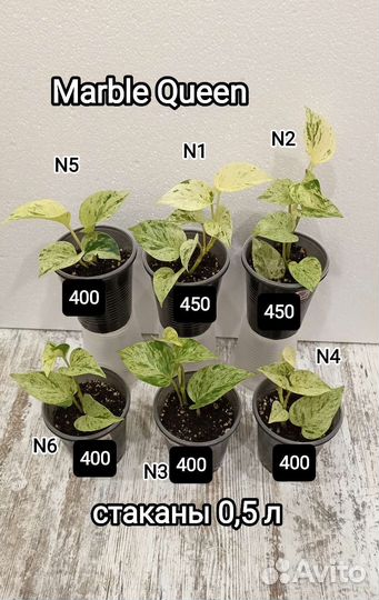 Пиктус, золотистый, Неон, диффенбахия, стапелия