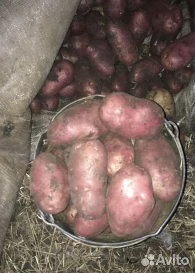 Картофель красный