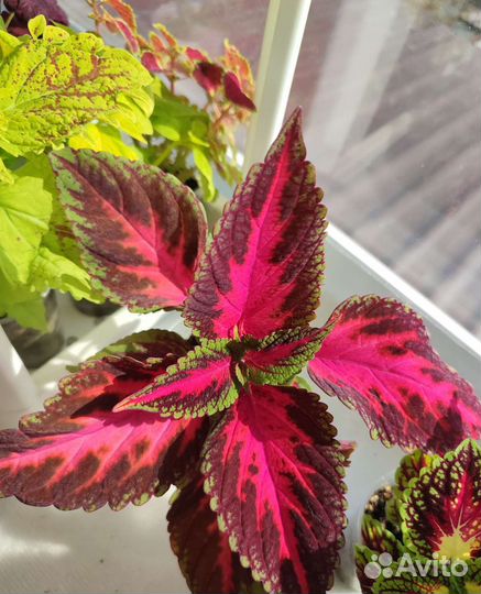 Колеусы вегетативные