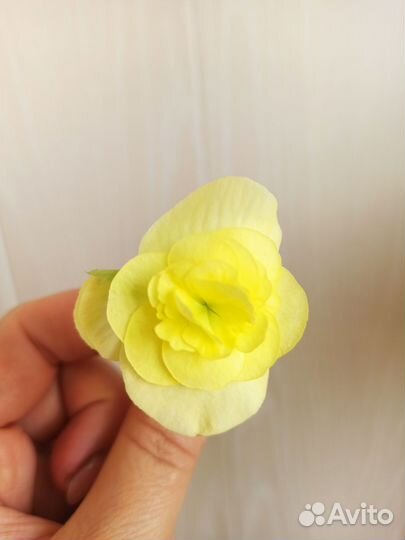 Бегония элатиор, ампельная красная