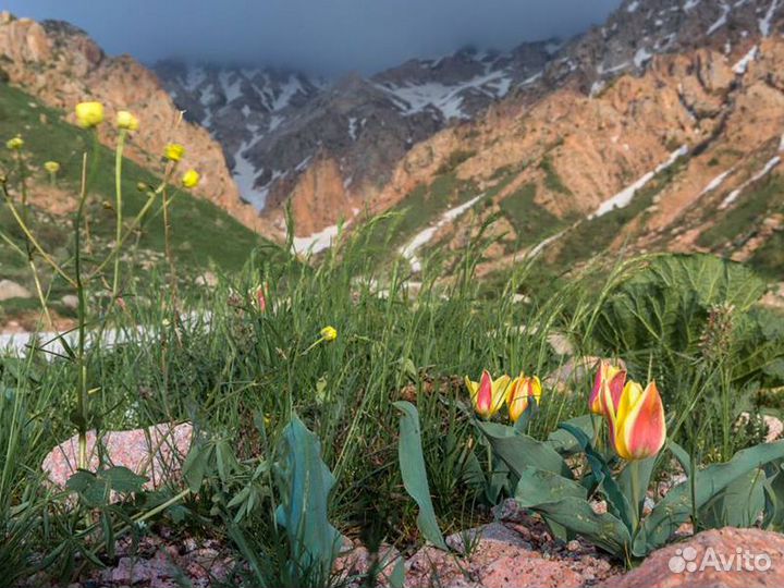 Экскурсия — Самарканд — Тюльпаны И Горы Самарканда