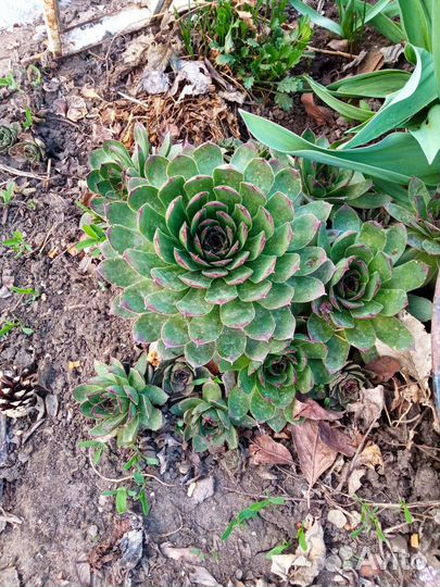 Каменные розы