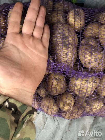 Картофель крупный домашний