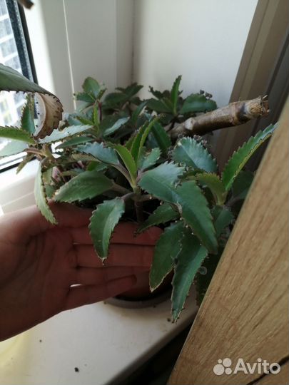 Каланхоэ дегремона