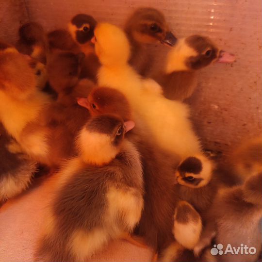 Утята индийский бегунок