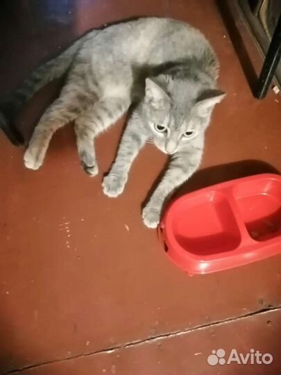 Шанель ищет дом