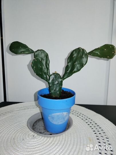 Кактус опунция