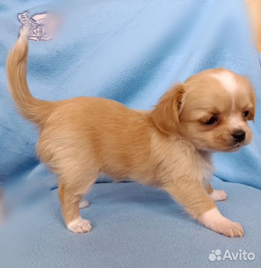 Рыжая красотка чихуахуа