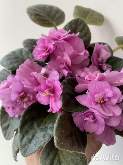 Герани,фиалки