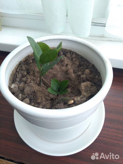 Замиокулькас