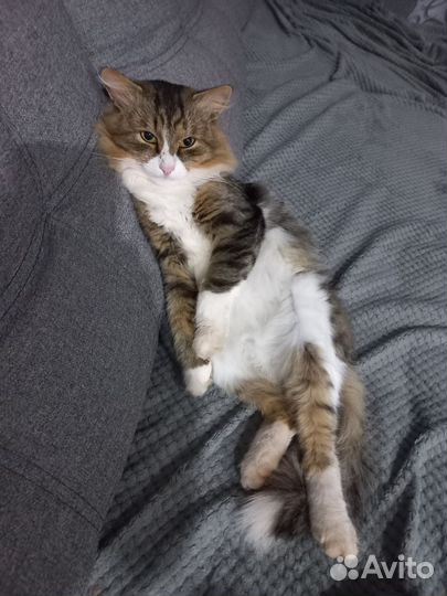 Сибирский кот