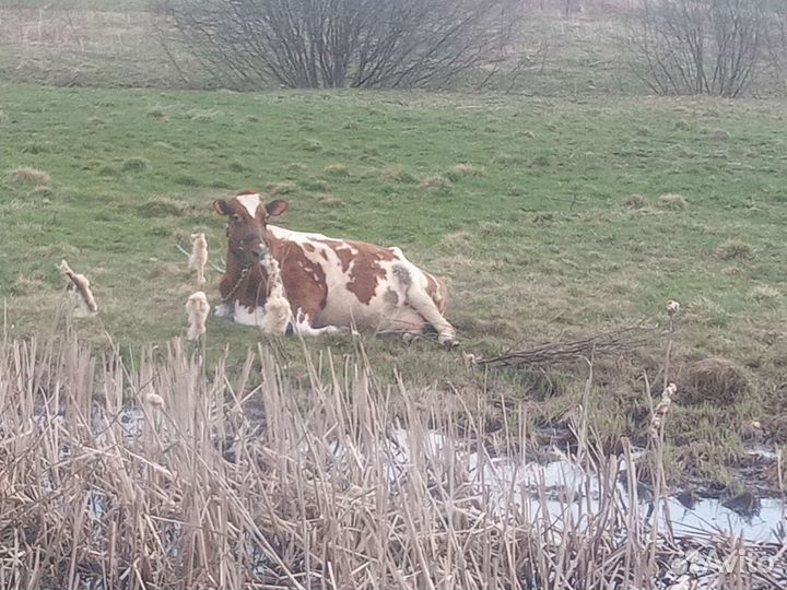 Молоко Коровье,Козье