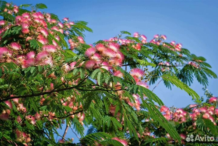 Линкоранская акация, алоказия, монстера