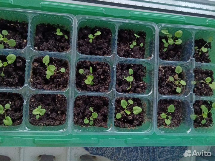 Анютины глазки рассада