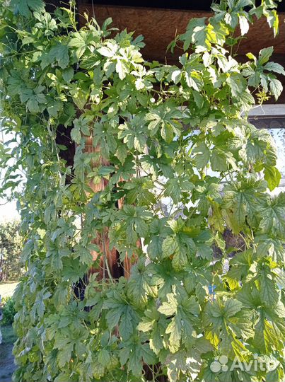 Момордика семена