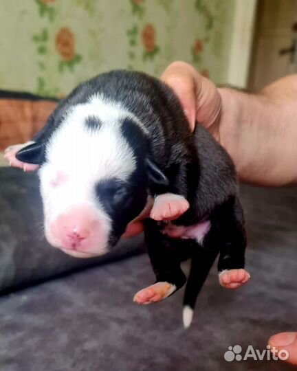 Щенки питбуля