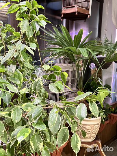 Комнатные растения