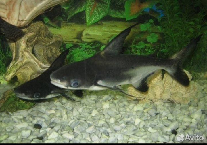 Рыба Акулий сом