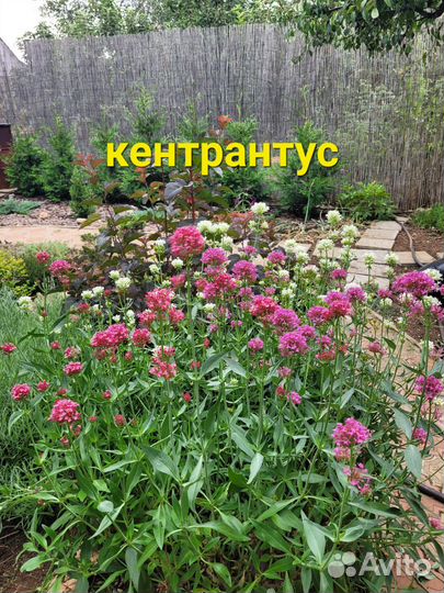 Кентрантус