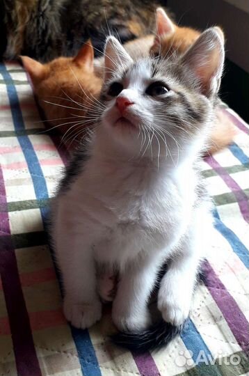 Котенок девочка 1,5 месяца