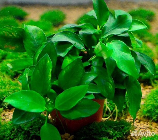 Аквариумные растения