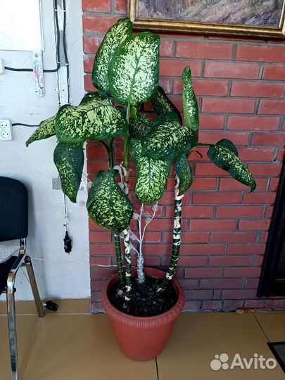 Диффенбахия