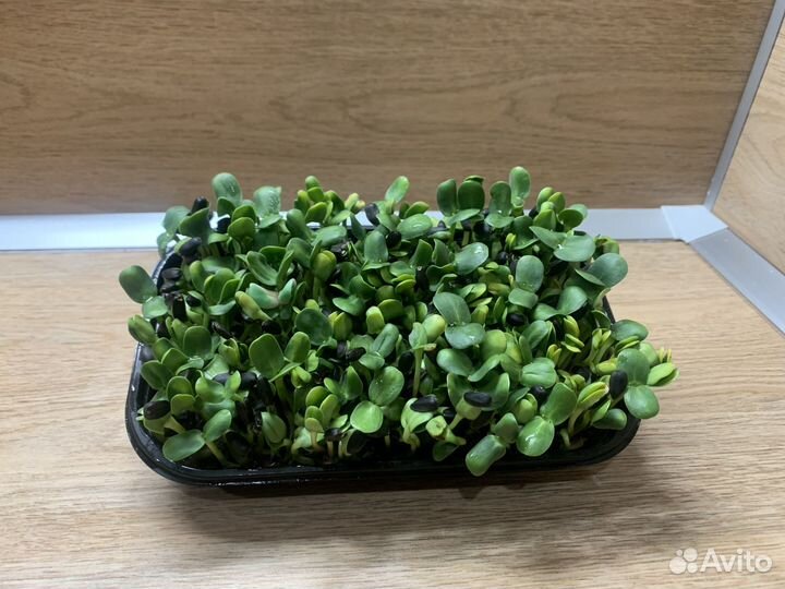 Микрозелень. Выращивание микрозелени