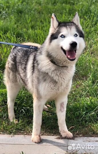 Хаски в добрые руки