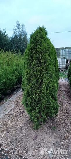 Туя Смарагд живая изгородь и для одиночной посадки