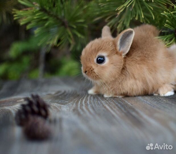 Питомник карликовых кроликов. Декоративные кролики