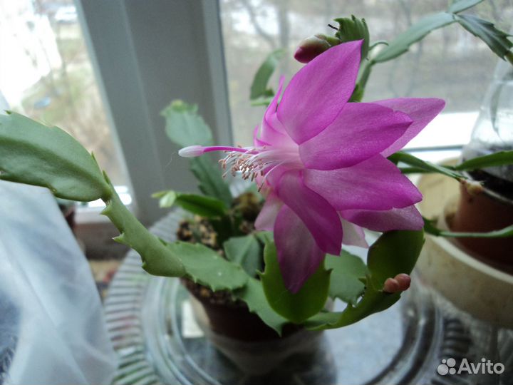 Декабрист Красный и Белый